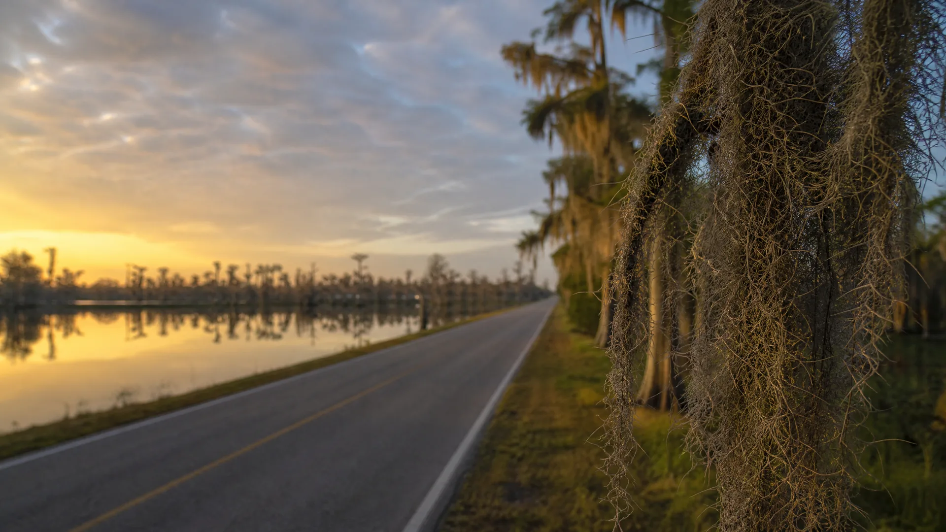 A two-lane road with yellow center line curves alongside a calm water body at sunrise, with Spanish moss hanging from trees in the right foreground and palm-like trees on the far shore.